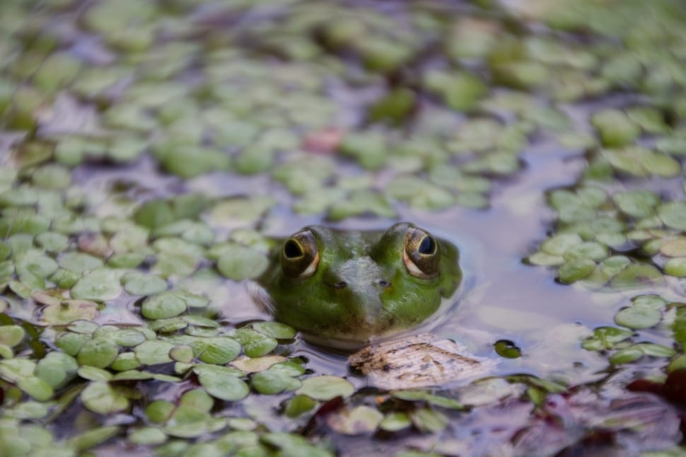 green frog on water surrounding by plants preview