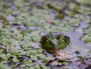 green frog on water surrounding by plants thumbnail