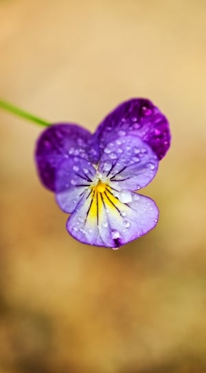 purple cluster petal flower thumbnail