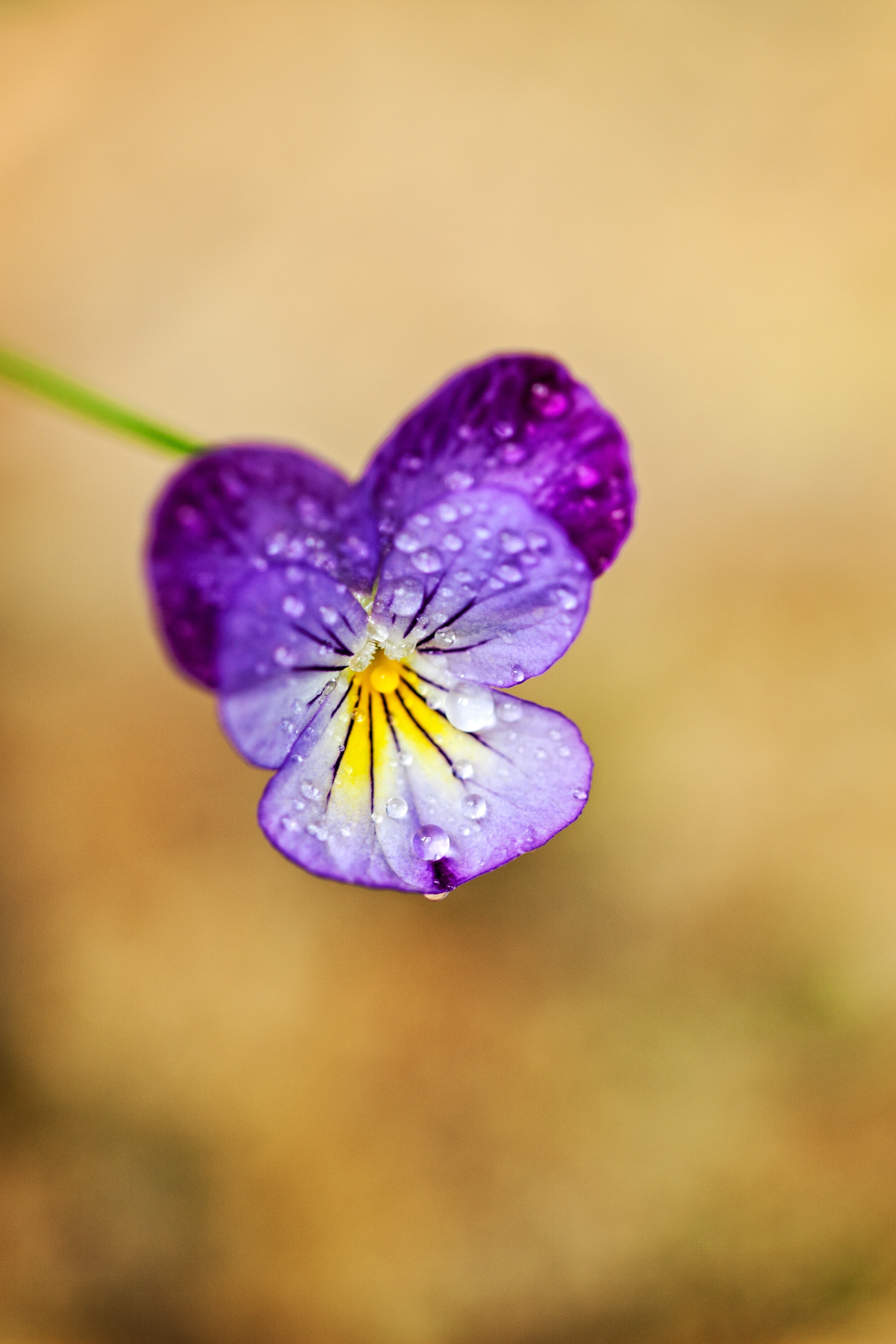 purple cluster petal flower