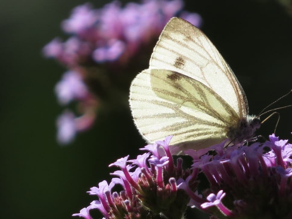 cabbage butterfly preview