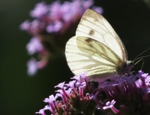 cabbage butterfly thumbnail