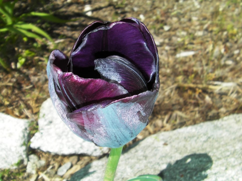 purple tulip in bloom during daytime preview