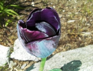 purple tulip in bloom during daytime thumbnail