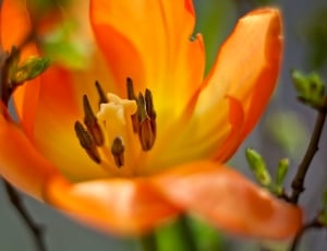 orange petaled flowers thumbnail