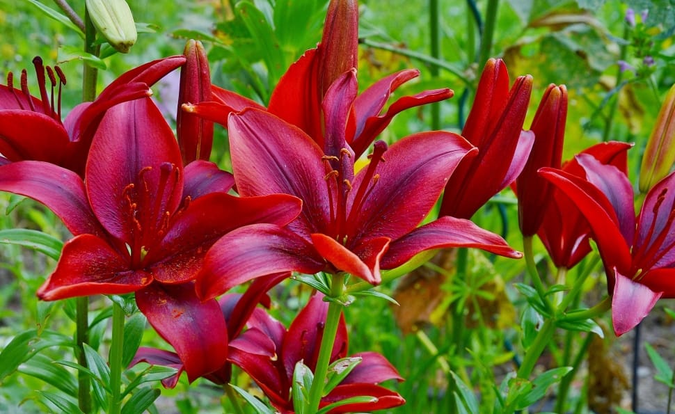 red asiatic lilies preview