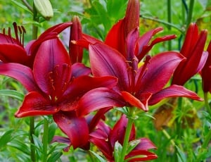 red asiatic lilies thumbnail