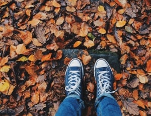 Foliage, Shoes, Autumn, Feet, Hipster, autumn, shoe thumbnail