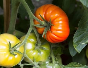 3 tomatoes thumbnail