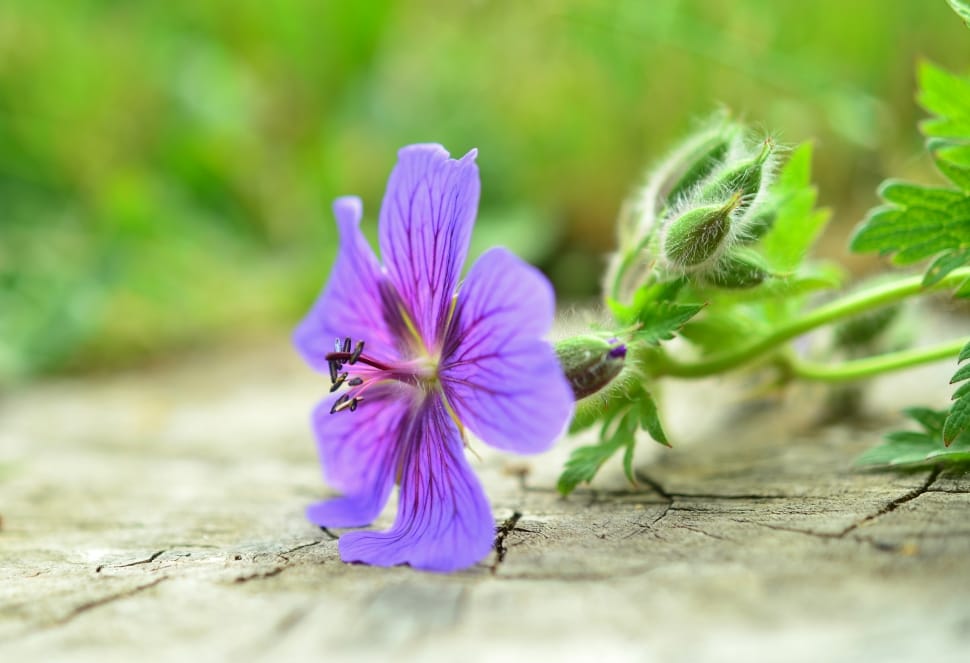 purple geranium in closeup photo preview