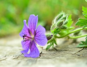purple geranium in closeup photo thumbnail