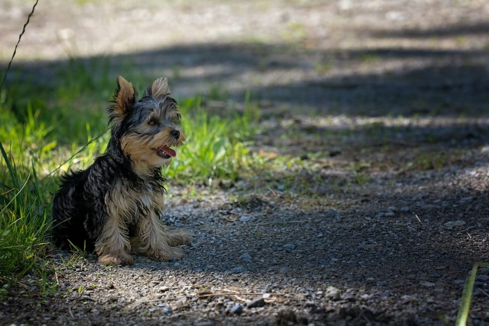 black and tan  yorkshire terrier preview