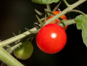 Tomato, Solanum Lycopersicum, red, tomato thumbnail