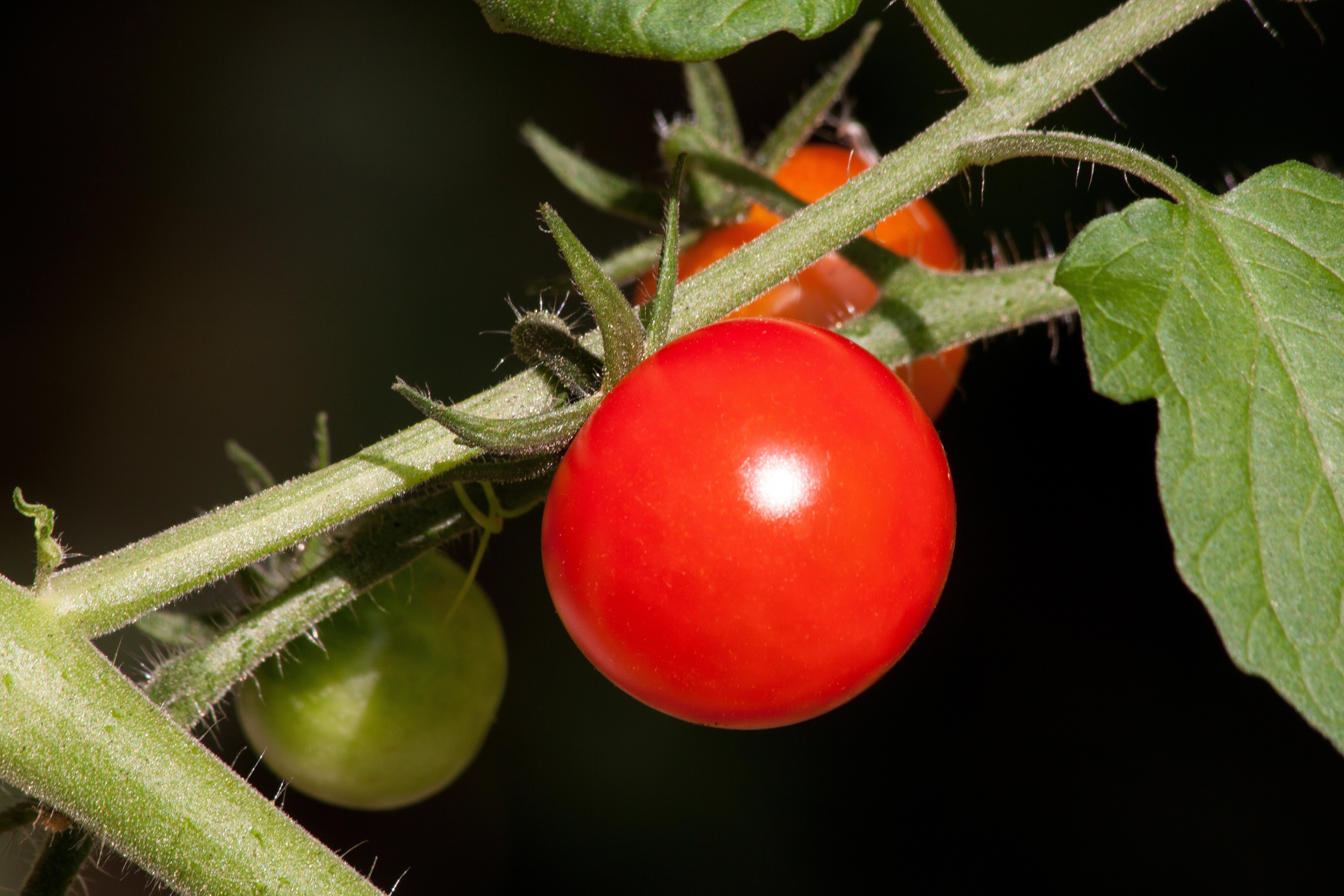 Tomato, Solanum Lycopersicum, red, tomato