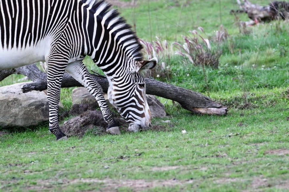 White, Zebra, Black, Stripes, Striped, grass, striped preview