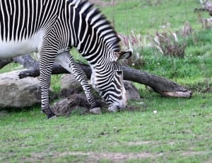 White, Zebra, Black, Stripes, Striped, grass, striped thumbnail