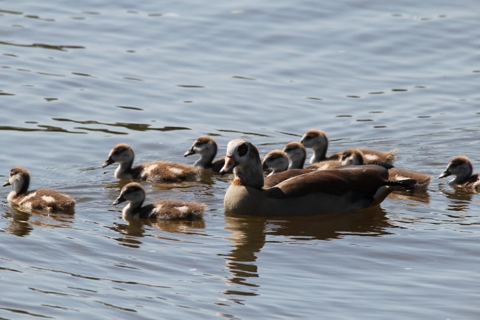 flock of canadian geese and ducklings preview