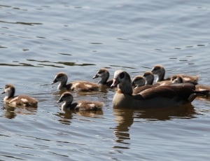 flock of canadian geese and ducklings thumbnail