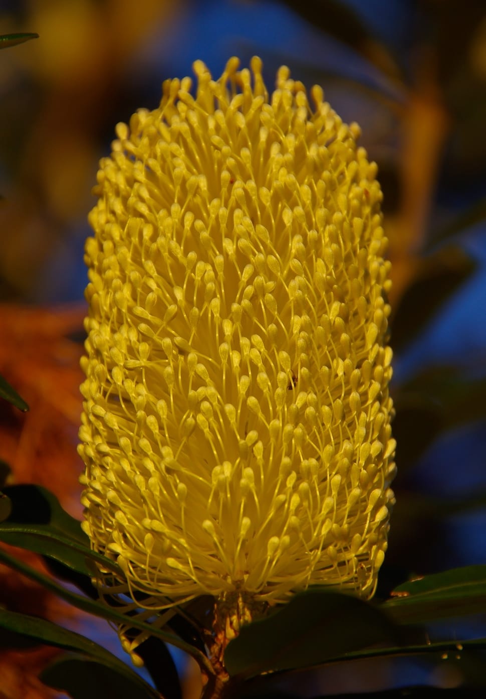 Banksia, Flowers, Australia, Native, flower, freshness preview