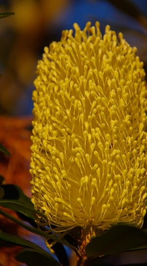 Banksia, Flowers, Australia, Native, flower, freshness thumbnail
