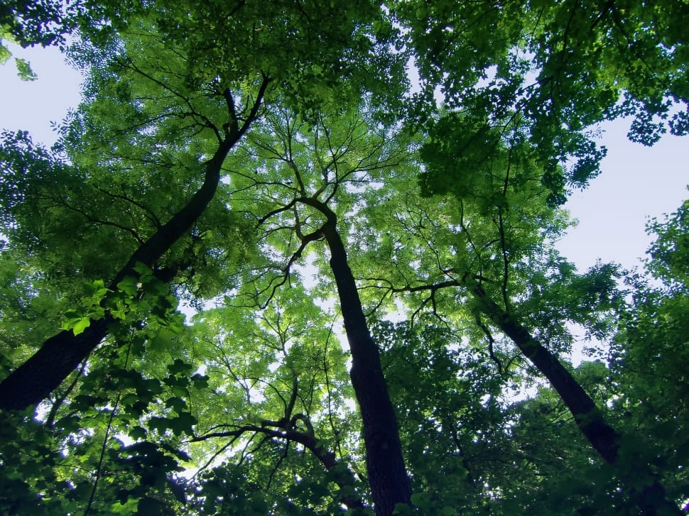 Up, High, Trees, Sky, Top, Airy, tree, nature preview