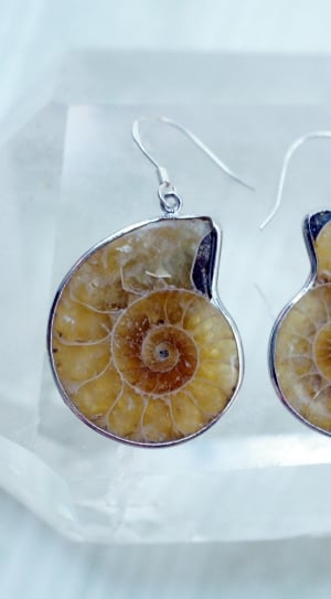 pair of brown shell earrings thumbnail