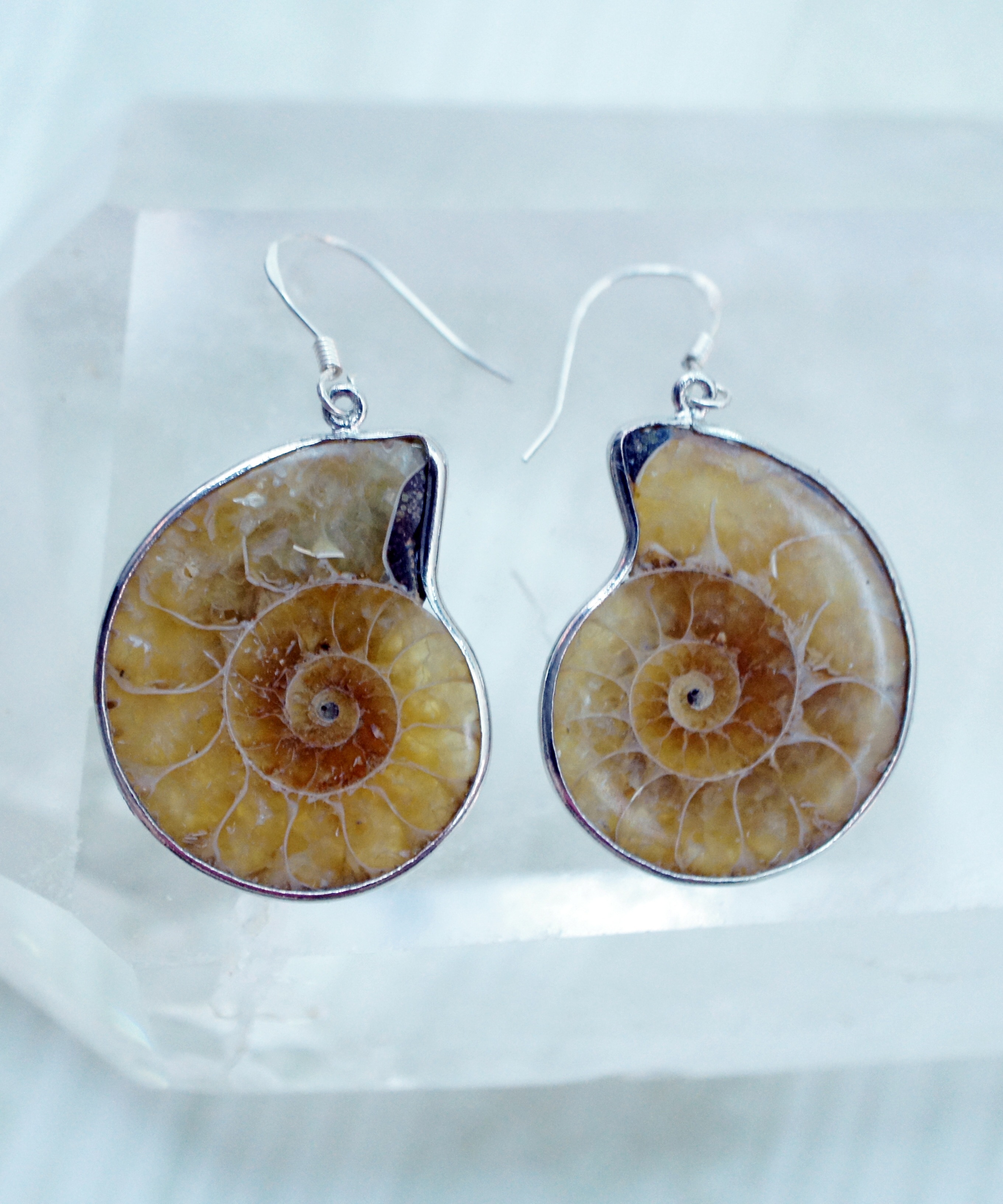 pair of brown shell earrings