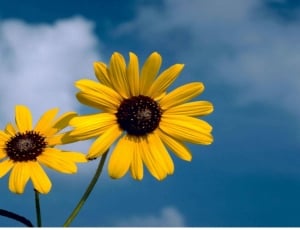 two yellow daisies under blue cloudy sky thumbnail