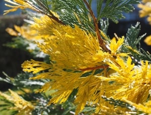 Incense Cedar, California Incense Cedar, yellow, flower thumbnail