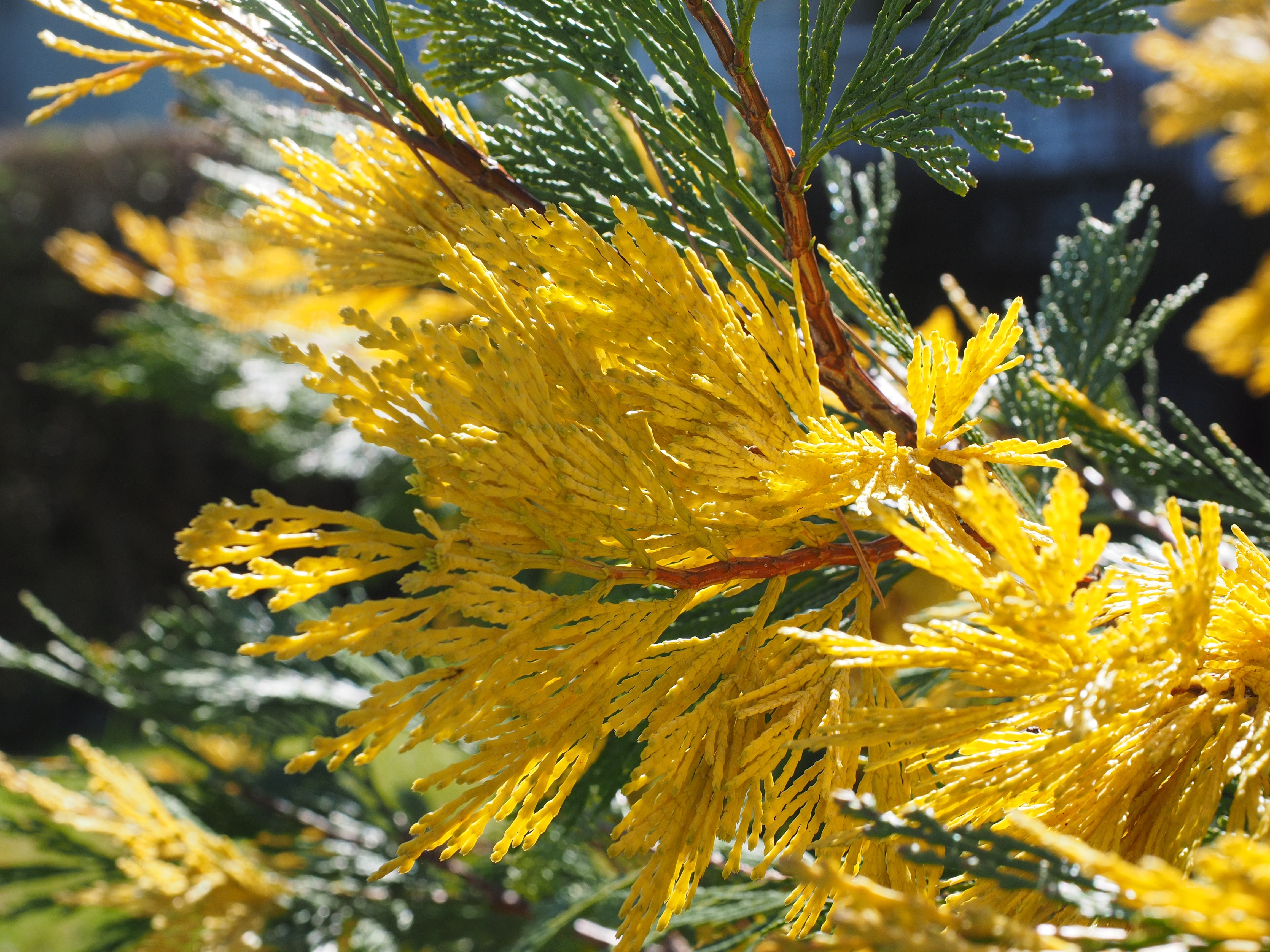 Incense Cedar, California Incense Cedar, yellow, flower