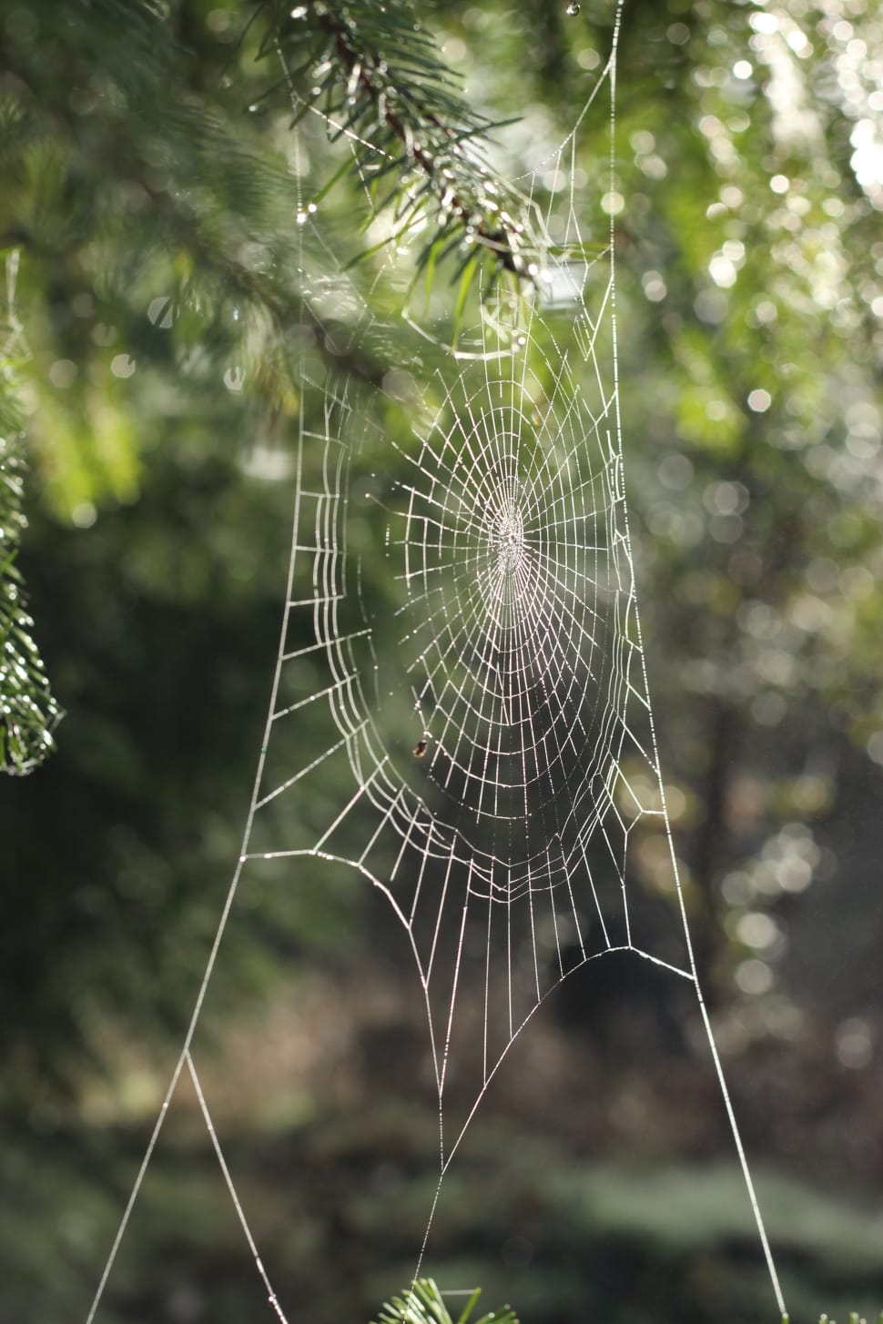 spider cab webs on tree preview