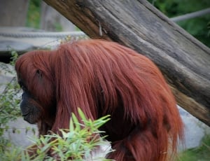 orangutan thumbnail