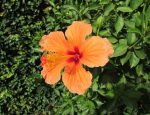 orange Hibiscus with green leaves illustration thumbnail