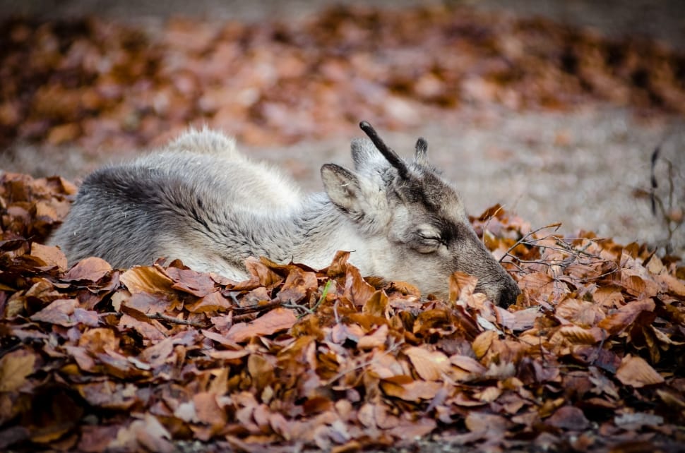 Reindeer lying on leaves preview
