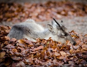 Reindeer lying on leaves thumbnail