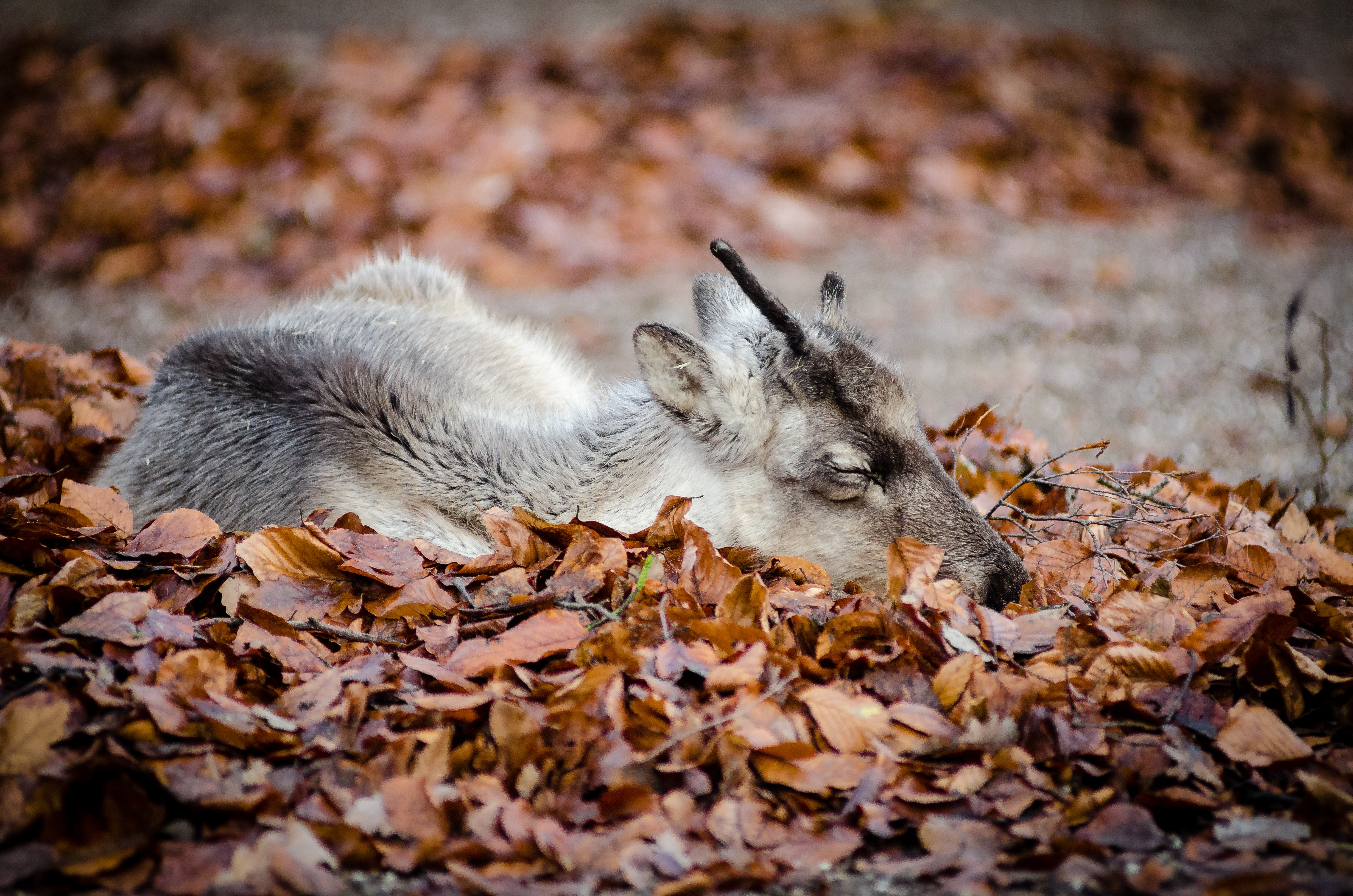 Reindeer lying on leaves