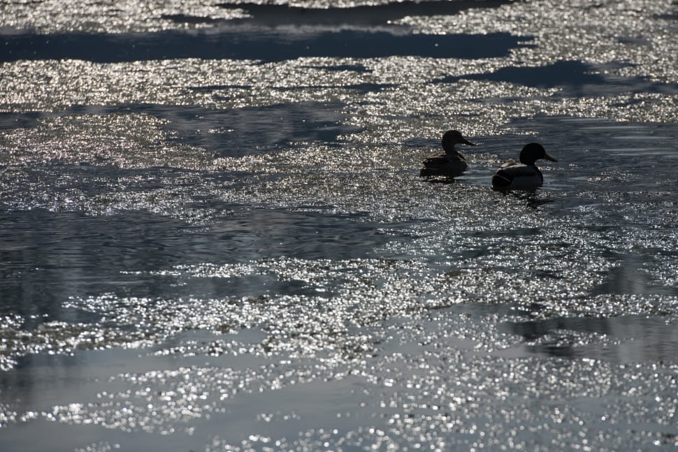 two ducks on water during daytime preview