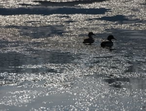 two ducks on water during daytime thumbnail