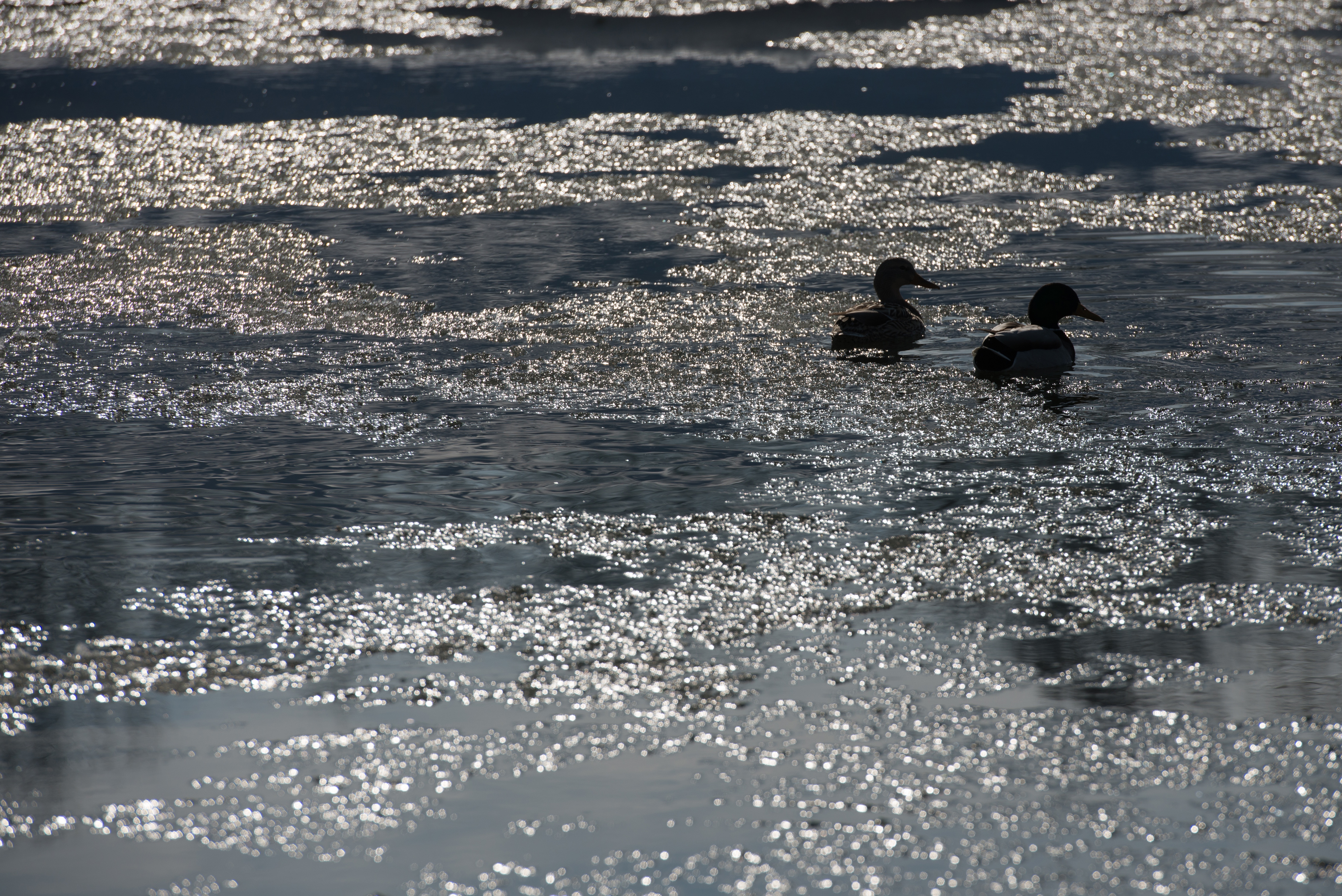 two ducks on water during daytime