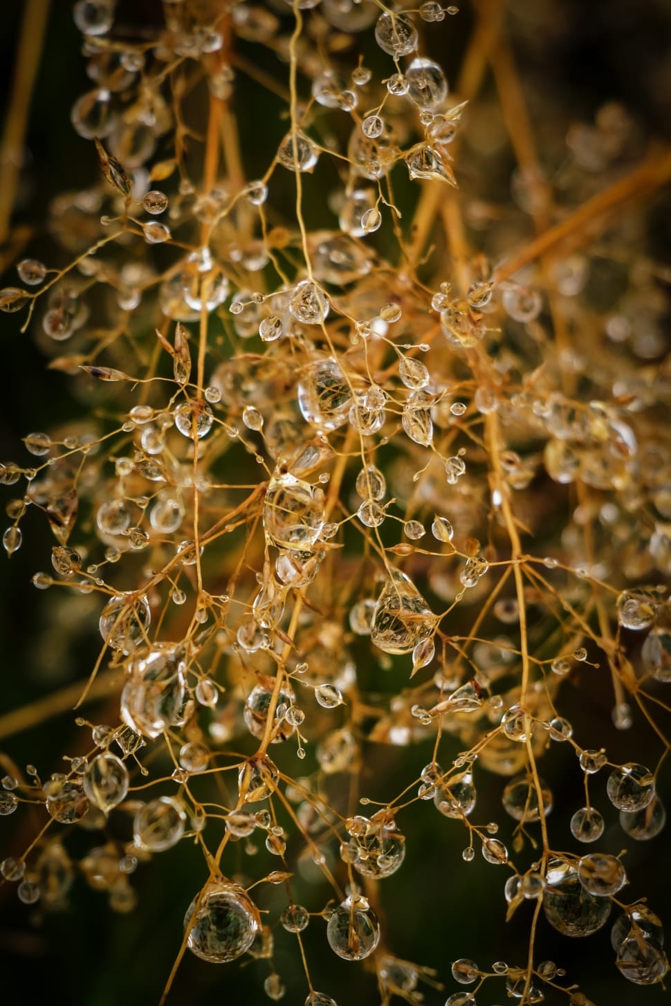 water dew on brown twigs preview