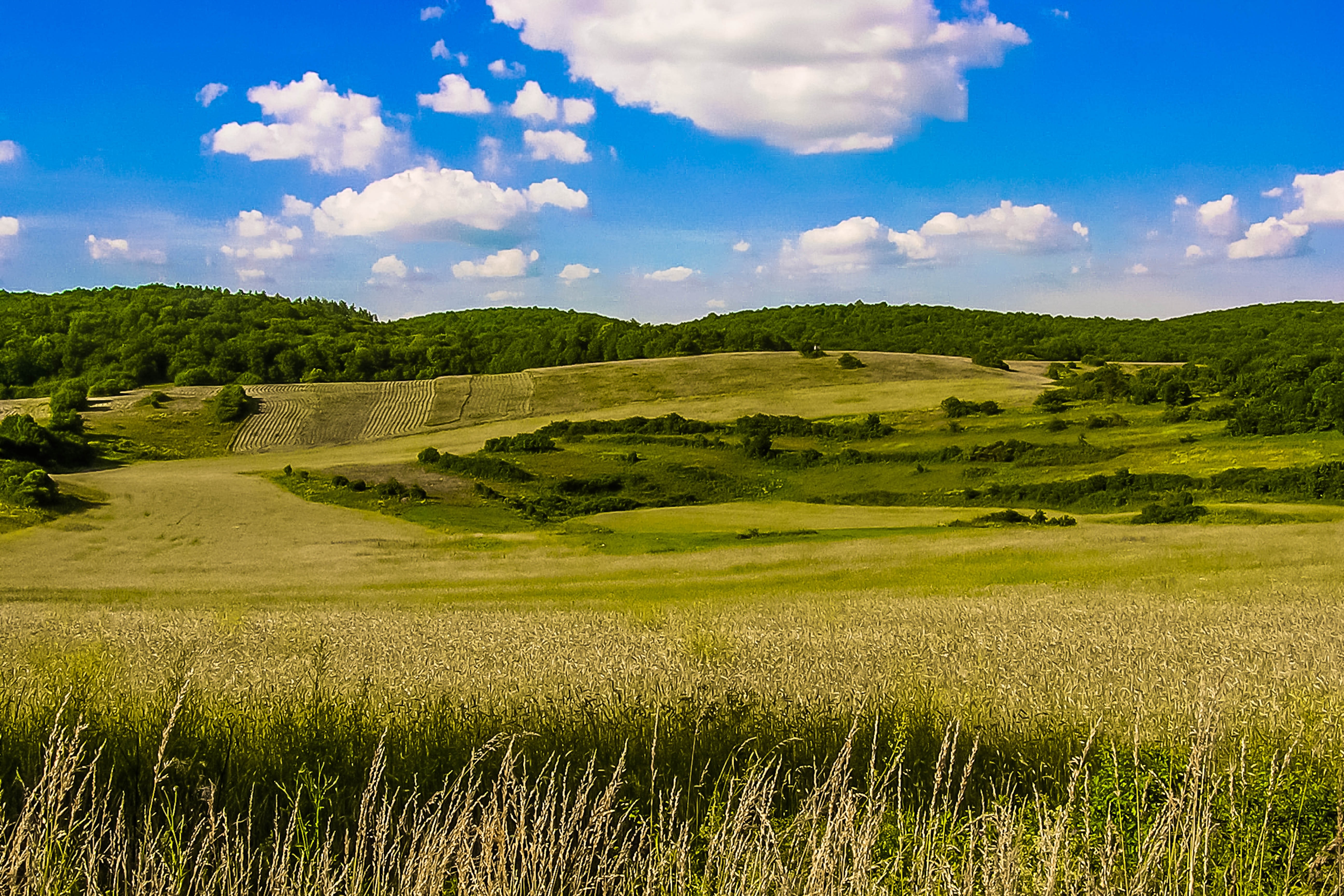 Луговой пастбищный агроландшафт