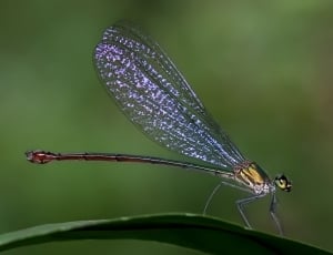 red and yellow dragonfly thumbnail
