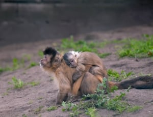 2 brown primate animals thumbnail