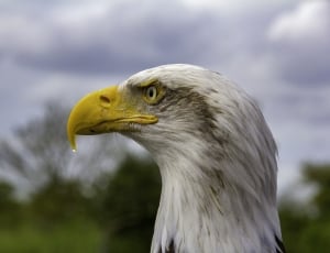 white and gray bald eagle thumbnail