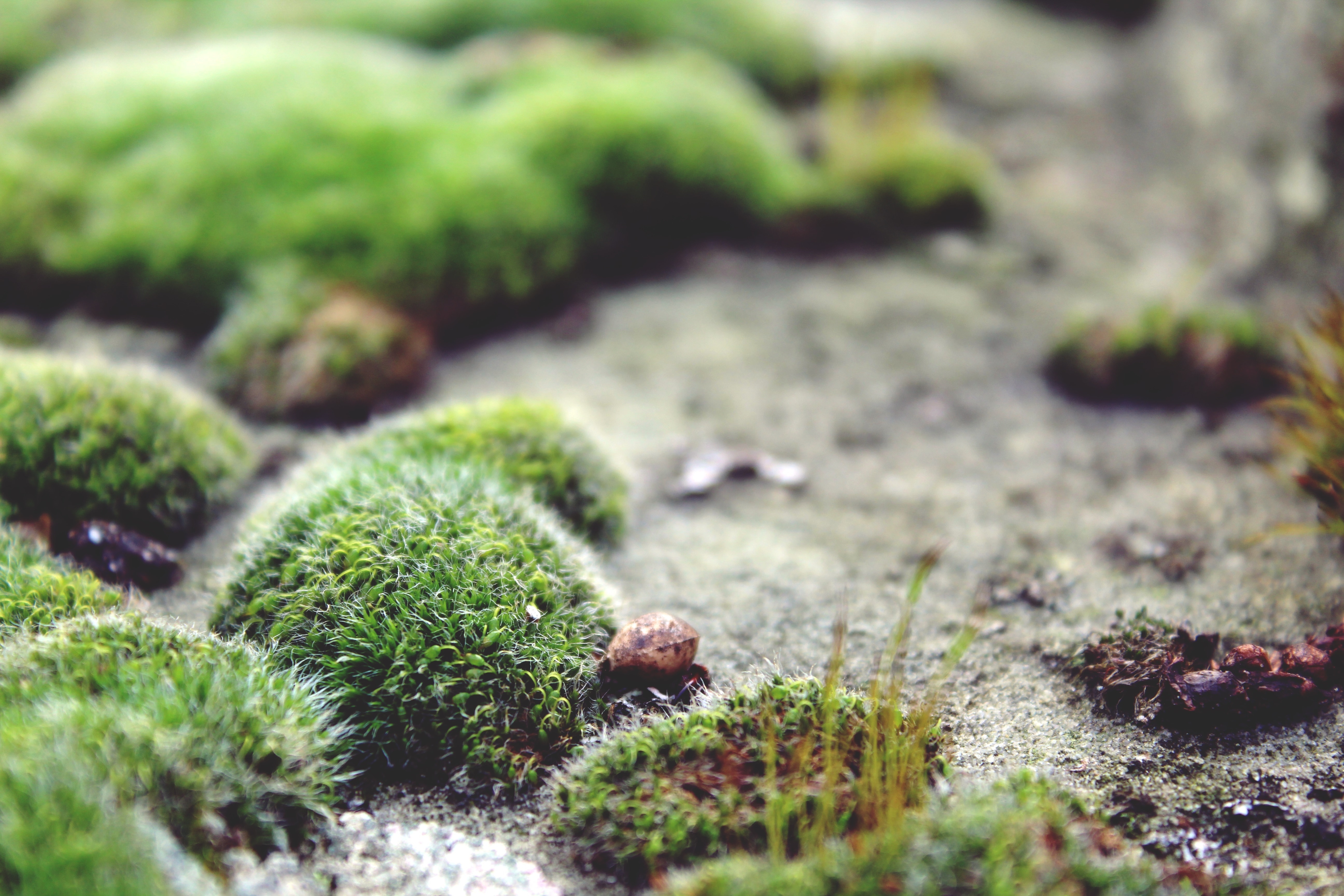 Почвенные водоросли. Мох схистостега. Мох Барбула. Моховидные водоросли. Цветущий мох Летиция.