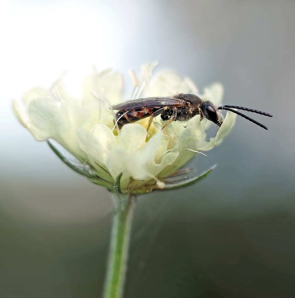 black and brown wasp preview