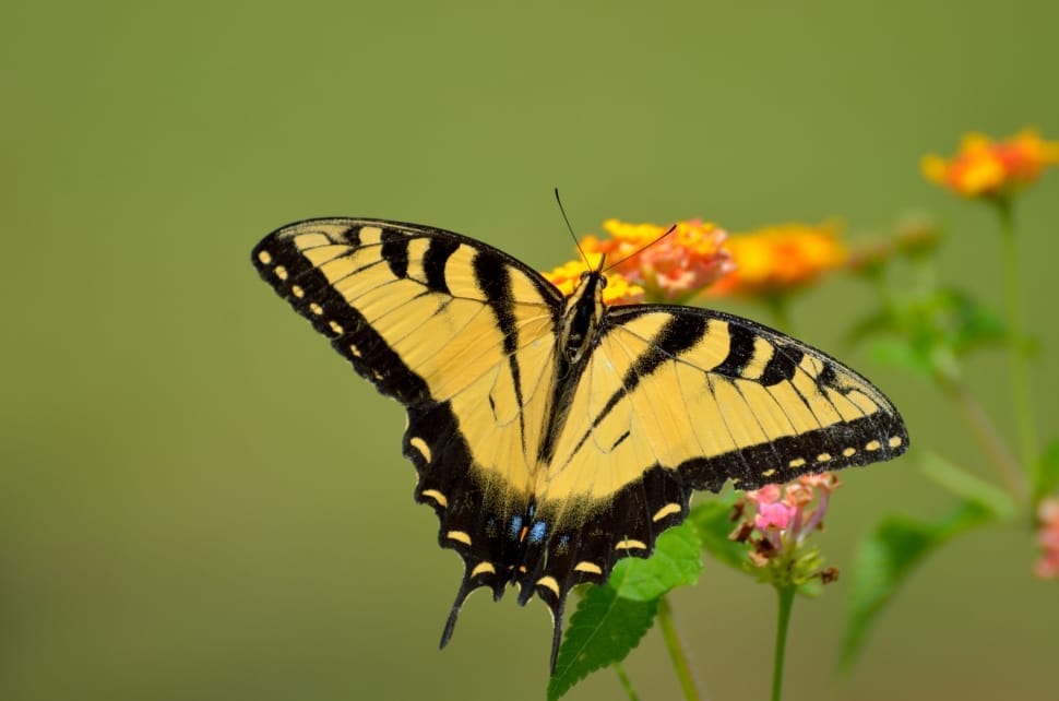 eastern tiger swallowtail butterfly preview