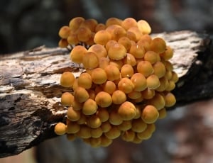 brown mushroom on driftwood thumbnail