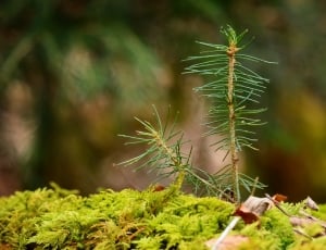 green pine plant thumbnail
