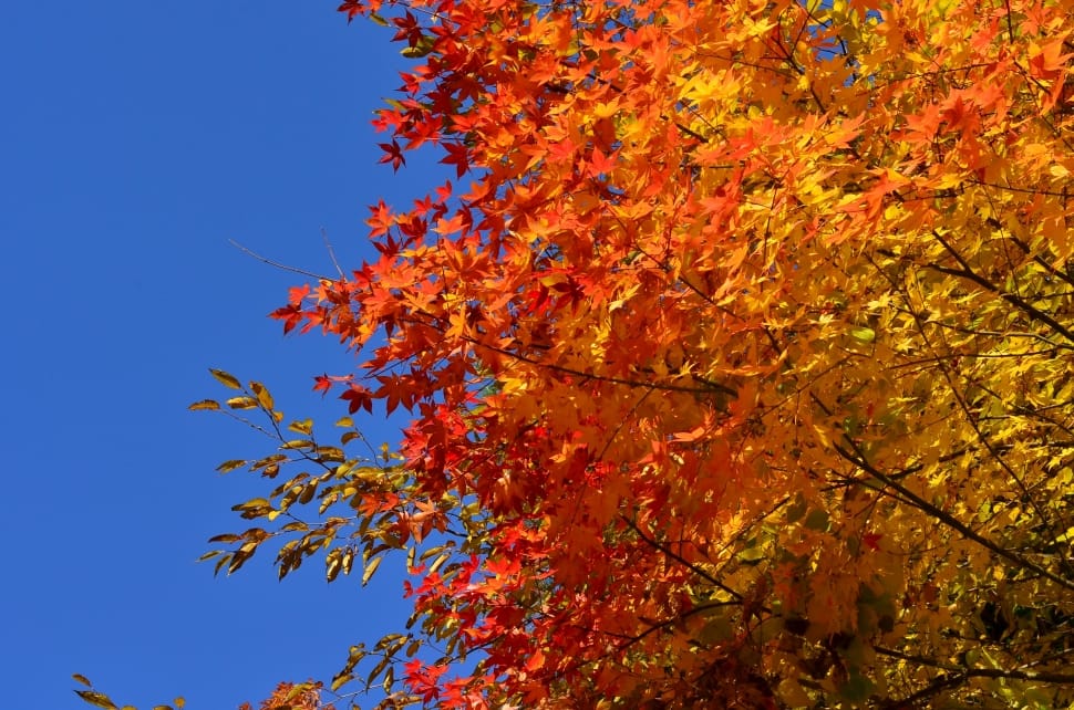 orange and yellow leaf tree preview